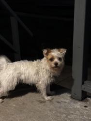 Lost Female Dog last seen 8th & Broadway Gary in, Gary, IN 46402