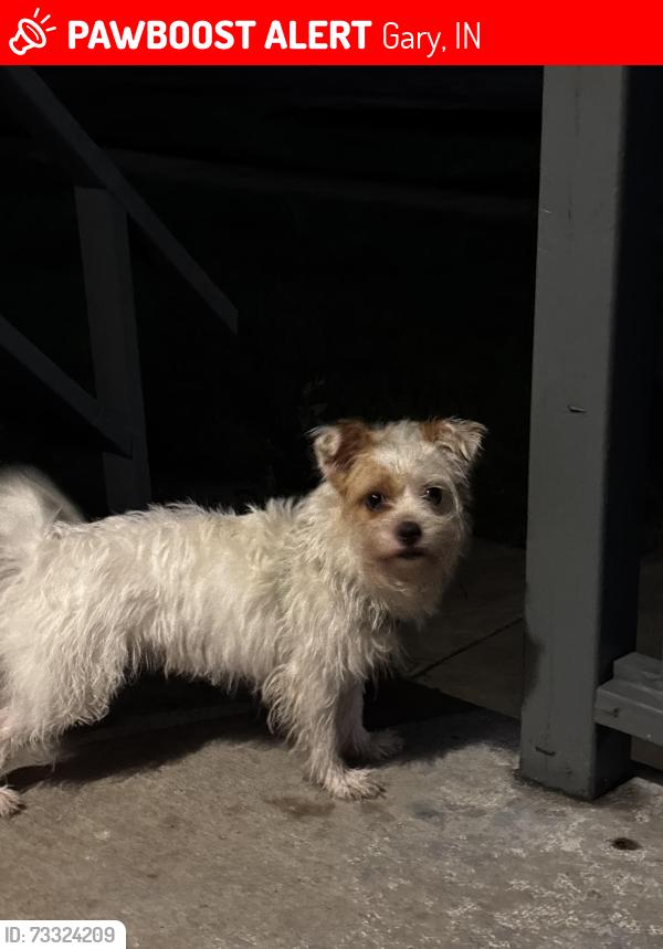 Lost Female Dog last seen 8th & Broadway Gary in, Gary, IN 46402