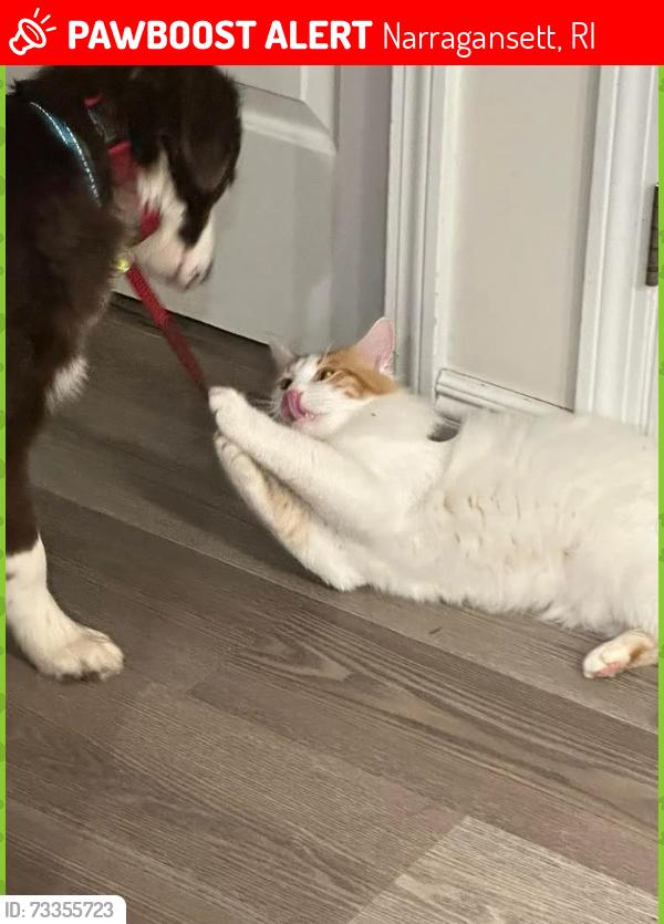 Lost Male Cat last seen Point Judith Road, East Pond Road, Narragansett, RI 02882