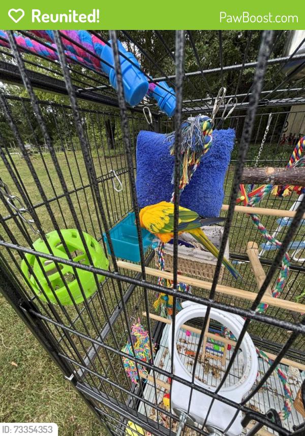 Reunited Male Bird last seen Keeler st and Frazier rd, Greensboro, NC 27407