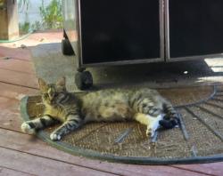Found/Stray Unknown Cat last seen Eagle ridge and greystone ct Antioch, Antioch, CA 94509