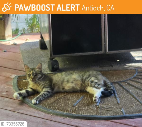 Found/Stray Unknown Cat last seen Eagle ridge and greystone ct Antioch, Antioch, CA 94509
