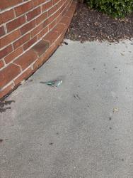 Found/Stray Unknown Bird last seen Johnson ferry and Bernard Place, Sandy Springs, GA 30328