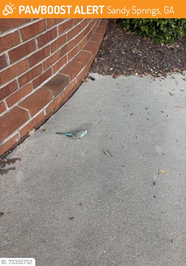 Found/Stray Unknown Bird last seen Johnson ferry and Bernard Place, Sandy Springs, GA 30328