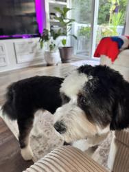 Lost Male Dog last seen Near Stone Eagle Ct, Abingdon, MD 21009