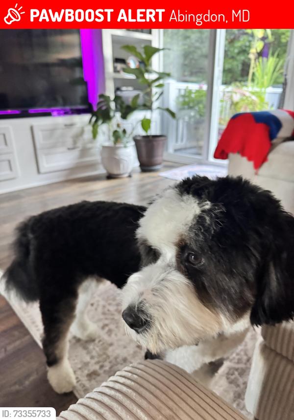 Lost Male Dog last seen Near Stone Eagle Ct, Abingdon, MD 21009