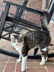 Lost Male Cat last seen Tazewell Pike/Henegar Road, Knoxville, TN 37918