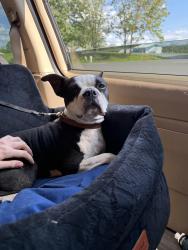 Lost Male Dog last seen Glendale Road and North Avenue, Charlottesville, VA 22901