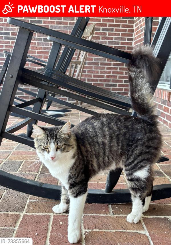 Lost Male Cat last seen Tazewell Pike/Henegar Road, Knoxville, TN 37918