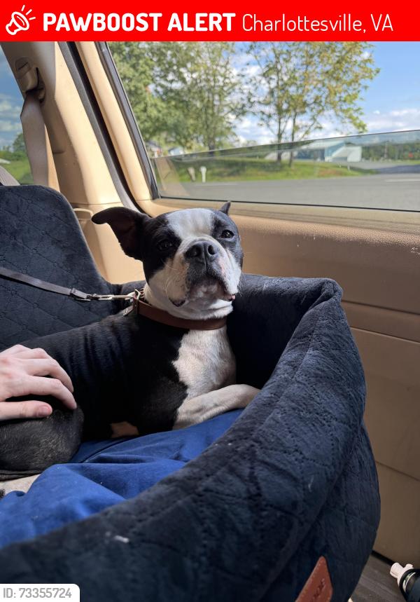 Lost Male Dog last seen Glendale Road and North Avenue, Charlottesville, VA 22901