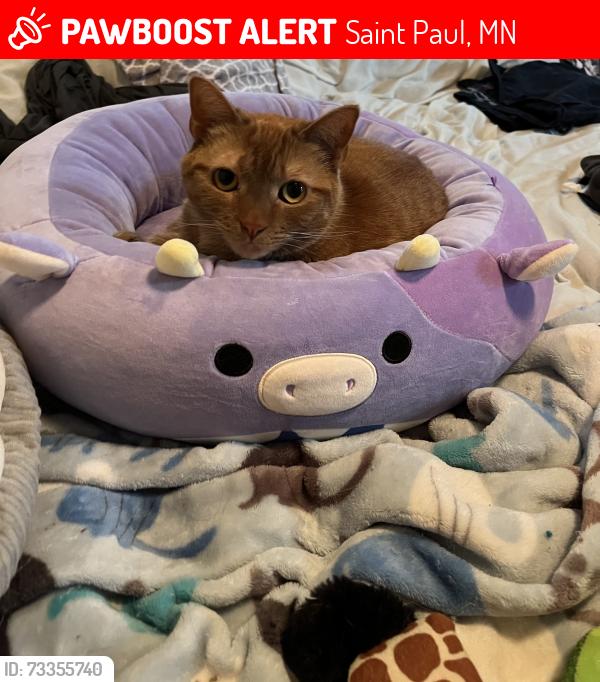 Lost Female Cat last seen California Ave W, Saint Paul, MN 55117