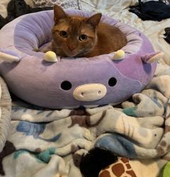 Lost Female Cat last seen California Ave W, Saint Paul, MN 55117