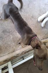 Found/Stray Female Dog last seen Near ave hmstd, Miami-Dade County, FL 33031