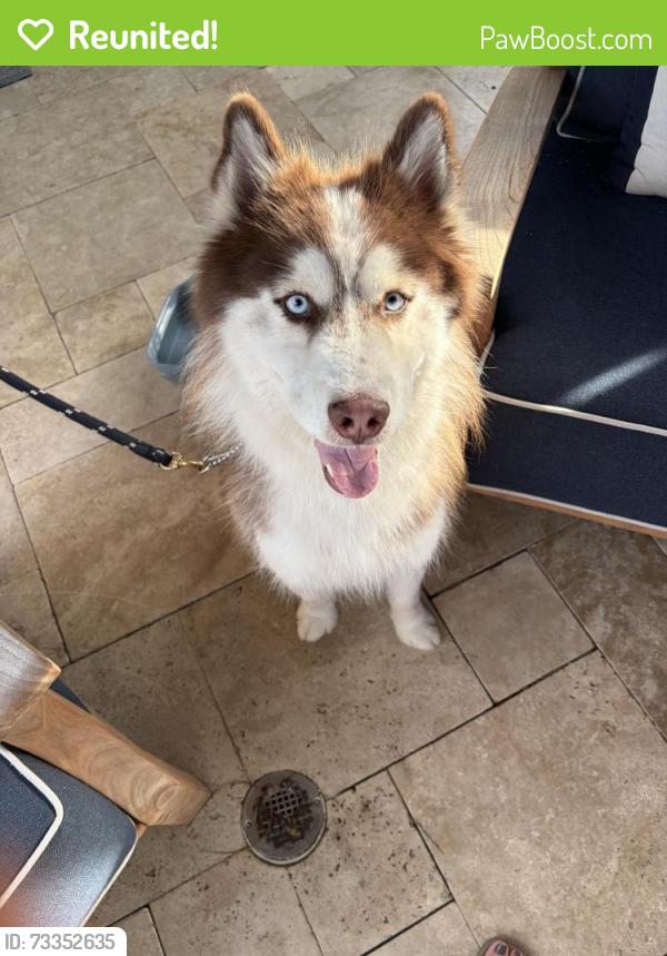 Reunited Male Dog last seen SE 13 court near Target and Baja in Deerfield Beach, Deerfield Beach, FL 33441