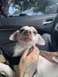 Reunited Male Dog last seen Near arrendonda dr deltona, Deltona, FL 32738