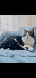 Lost Female Cat last seen Stillwater Rd and Shady Oaks Dr, Elgin, IL 60120