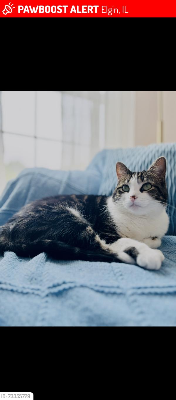 Lost Female Cat last seen Stillwater Rd and Shady Oaks Dr, Elgin, IL 60120