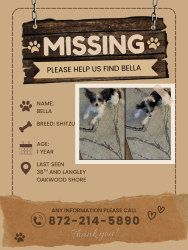 Lost Female Dog last seen Cottage Grove, Chicago, IL 60653