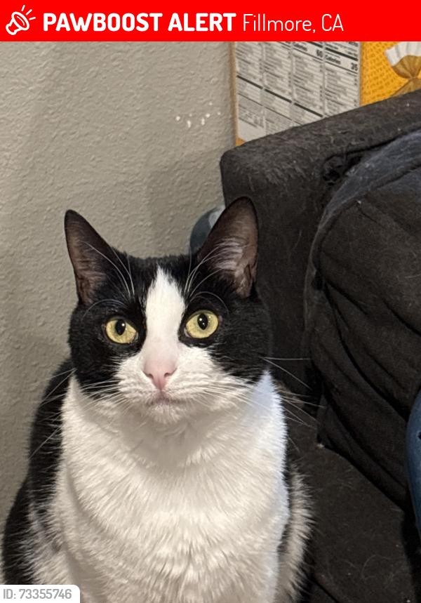 Lost Female Cat last seen Hopped a fence after dog attack, Fillmore, CA 93015