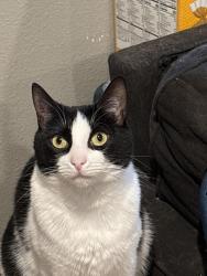 Lost Female Cat last seen Hopped a fence after dog attack, Fillmore, CA 93015