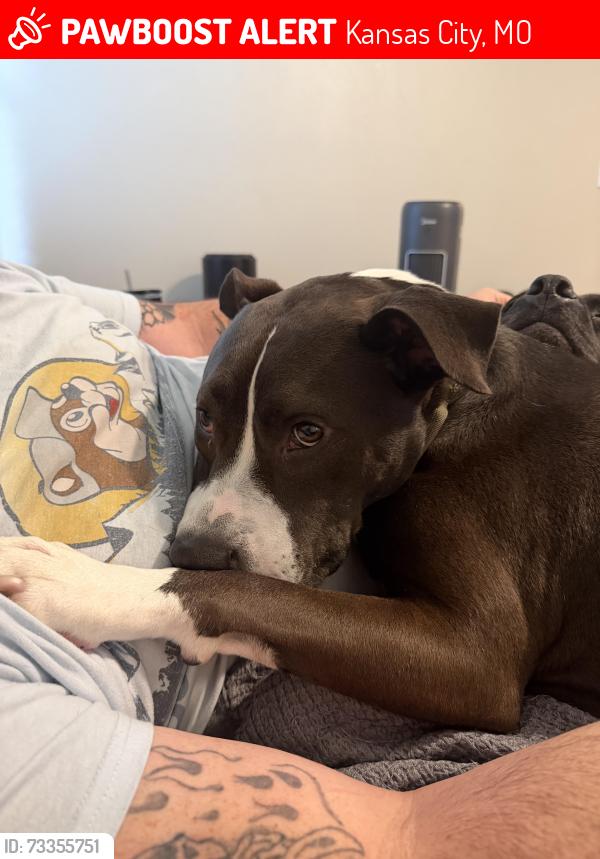 Lost Male Dog last seen Near & Grandview Rd, Kansas City, MO 64137