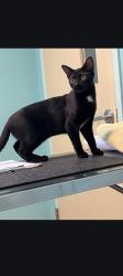 Reunited Female Cat last seen Vandervort Lutz Florida, Lutz, FL 33549