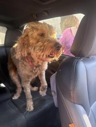 Found/Stray Male Dog last seen Milan & S Julian Blvd, Amarillo, TX 79102