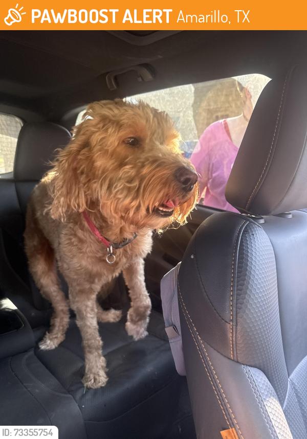 Found/Stray Male Dog last seen Milan & S Julian Blvd, Amarillo, TX 79102