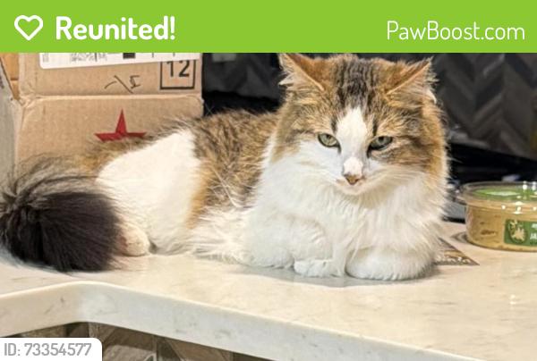 Reunited Female Cat last seen Havens corner road, Blacklick, OH 43004