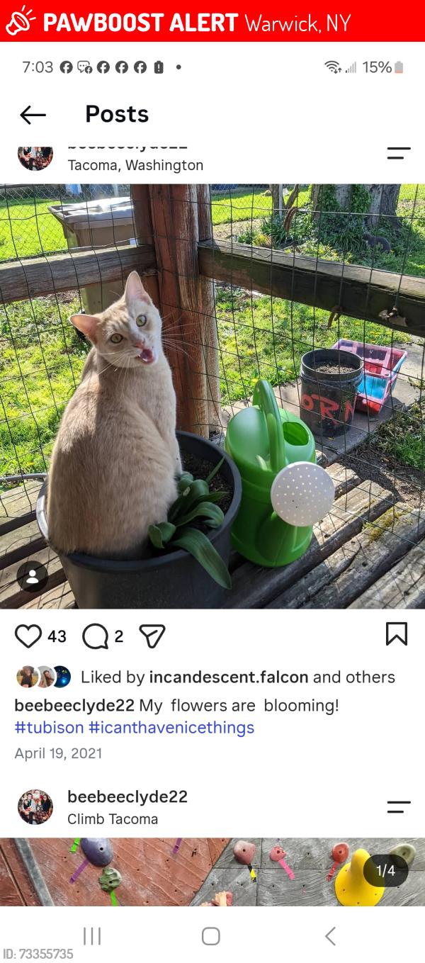 Lost Male Cat last seen Union corners & sargent road, Warwick, NY 10990