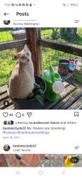 Lost Male Cat last seen Union corners & sargent road, Warwick, NY 10990