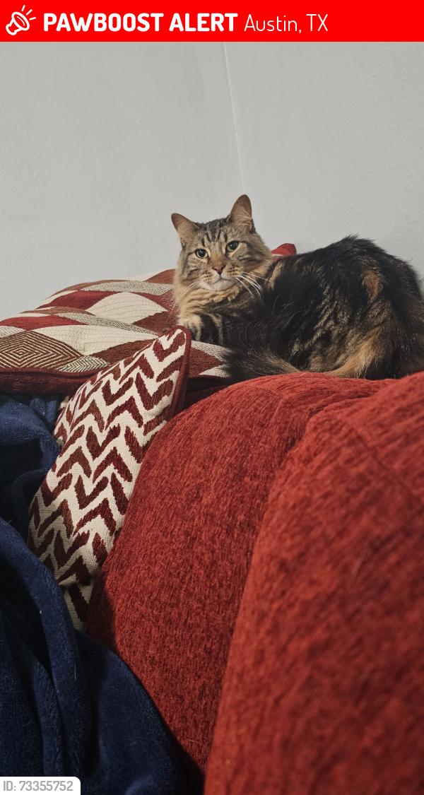 Lost Male Cat last seen Nolina flts, Austin, TX 78750