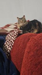 Lost Male Cat last seen Nolina flts, Austin, TX 78750