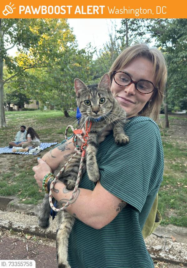 Found/Stray Unknown Cat last seen Meridian Hill / Malcom X Park, Washington, DC 20009