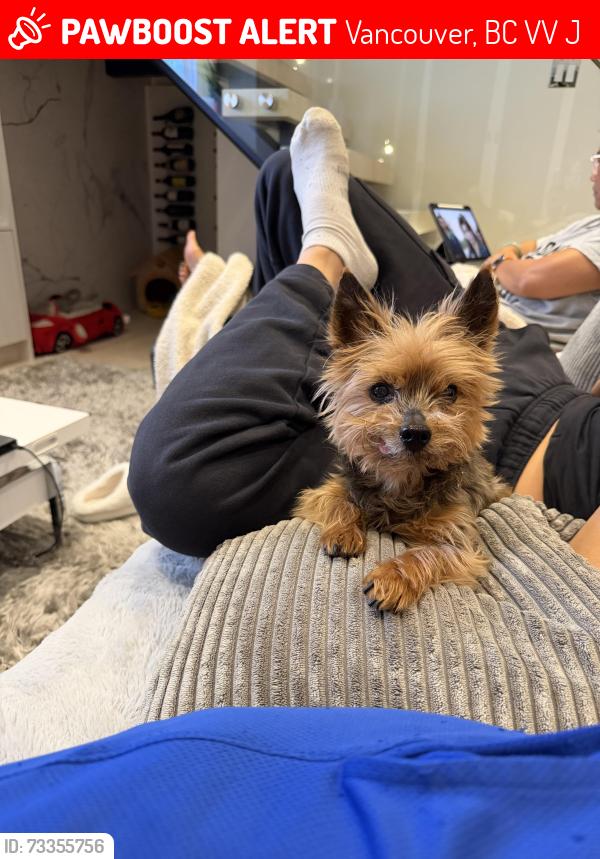 Lost Male Dog last seen Prince Edward and East 19th Avenue, Vancouver, Vancouver, BC V5V 1J5