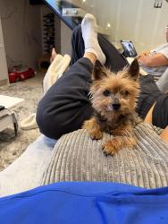 Lost Male Dog last seen Prince Edward and East 19th Avenue, Vancouver, Vancouver, BC V5V 1J5