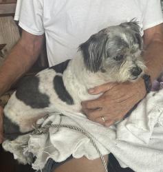 Reunited Male Dog last seen Kepner St and Stratemeyer, Orlando, FL 32839