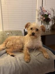 Lost Male Dog last seen Morning Glory and Donaldson Ave, San Antonio, TX 78228