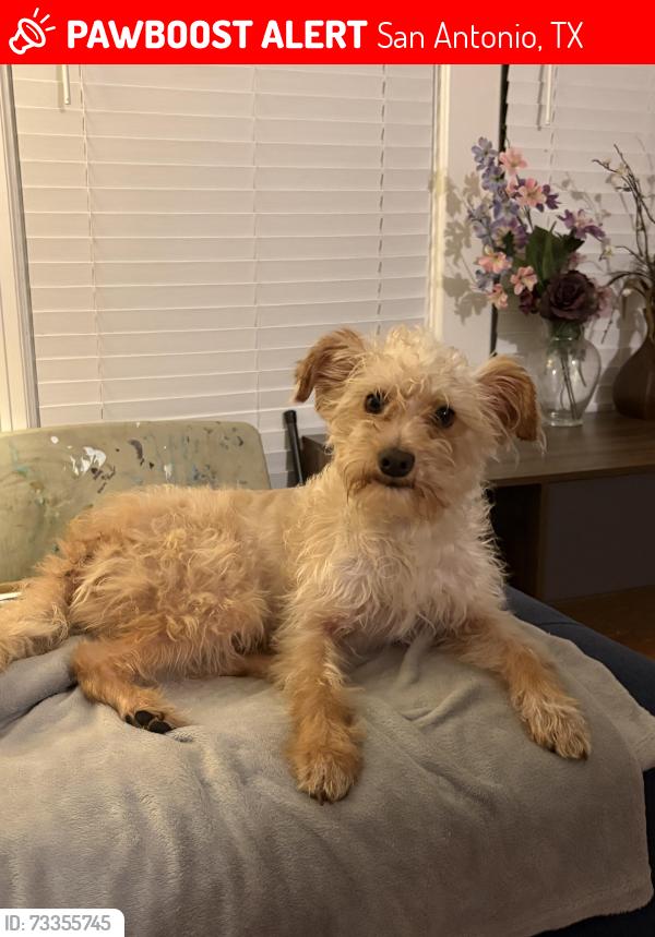 Lost Male Dog last seen Morning Glory and Donaldson Ave, San Antonio, TX 78228