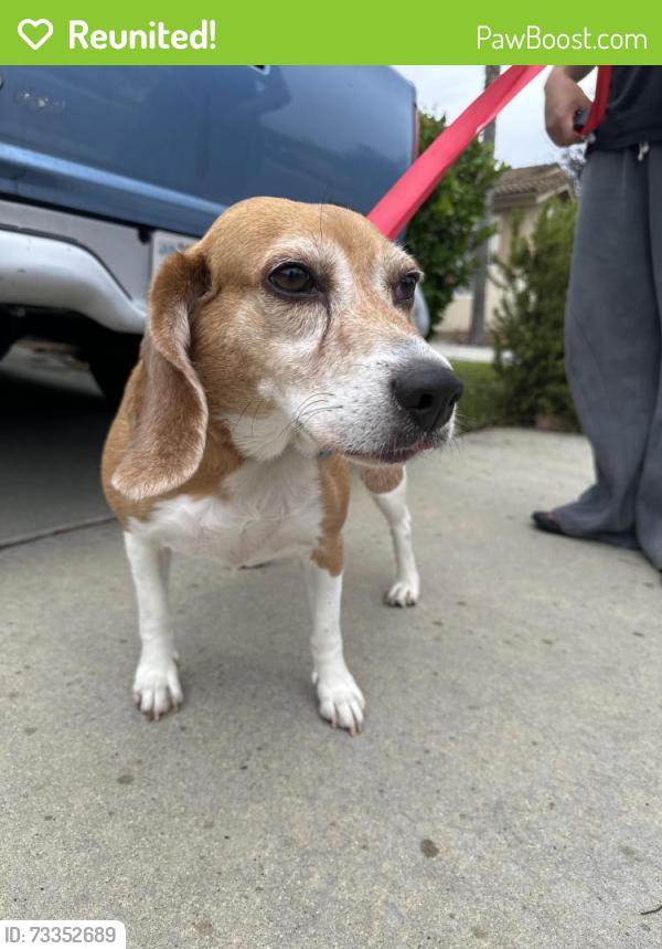Reunited Female Dog last seen La serena way/temeku dr, Temecula, CA 92591