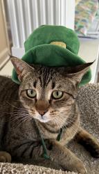 Reunited Female Cat last seen Near Land Rd, Jamison, PA 18929, USA, Jamison, PA 18929