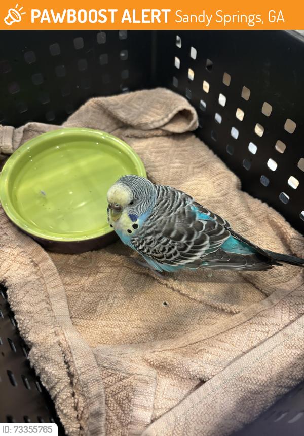Found/Stray Unknown Bird last seen Johnson ferry and Barnard Place in Sandy Springs, Sandy Springs, GA 30328