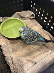 Found/Stray Unknown Bird last seen Johnson ferry and Barnard Place in Sandy Springs, Sandy Springs, GA 30328