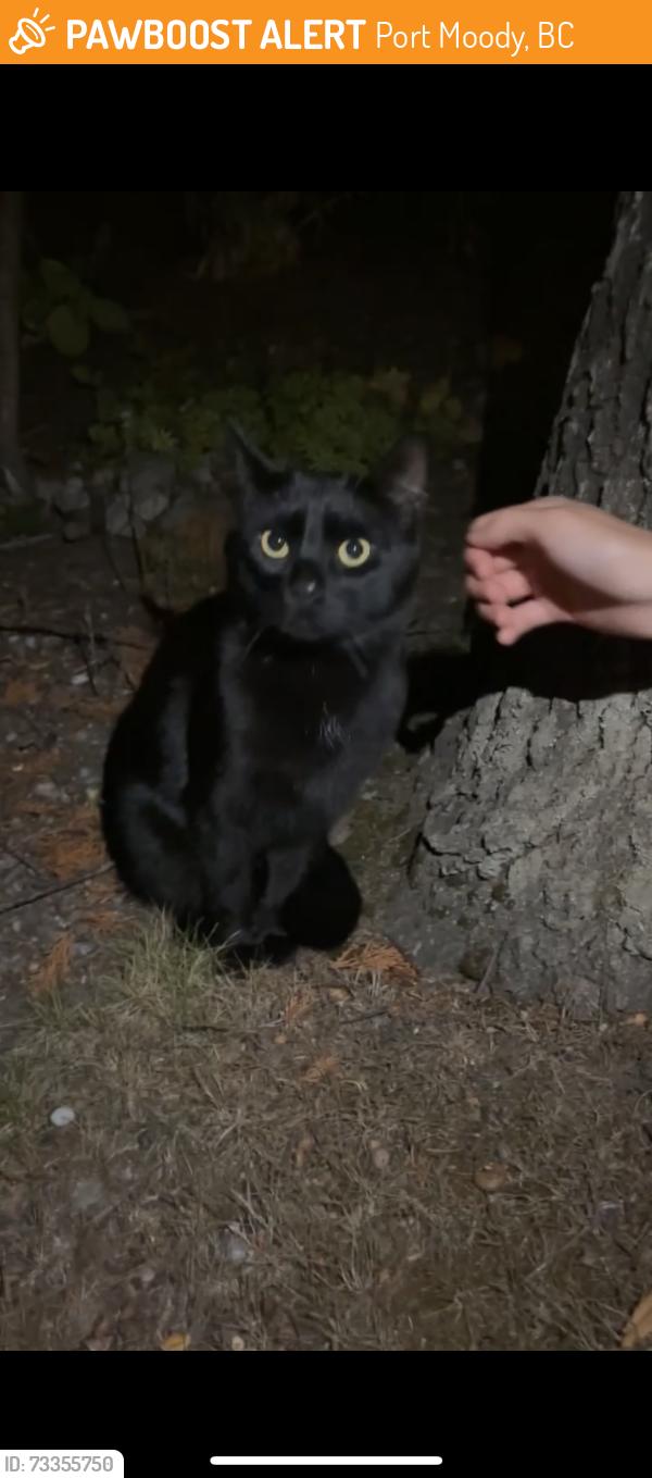 Found/Stray Female Cat last seen around noons creek drive, Port Moody, BC 