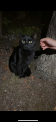 Found/Stray Female Cat last seen around noons creek drive, Port Moody, BC 