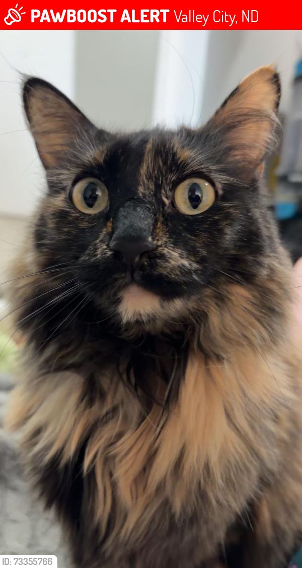 Lost Female Cat last seen Home, Valley City, ND 58072