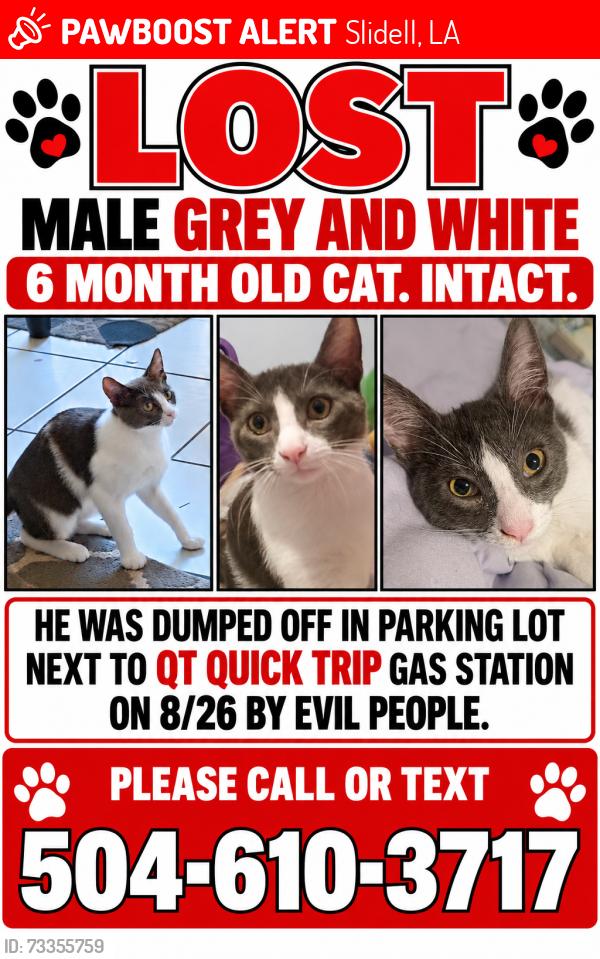 Lost Male Cat last seen Hwy 11 and Brownsvillage Rd, Slidell, LA 70458