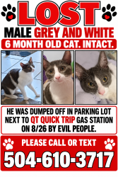 Lost Male Cat last seen Hwy 11 and Brownsvillage Rd, Slidell, LA 70458