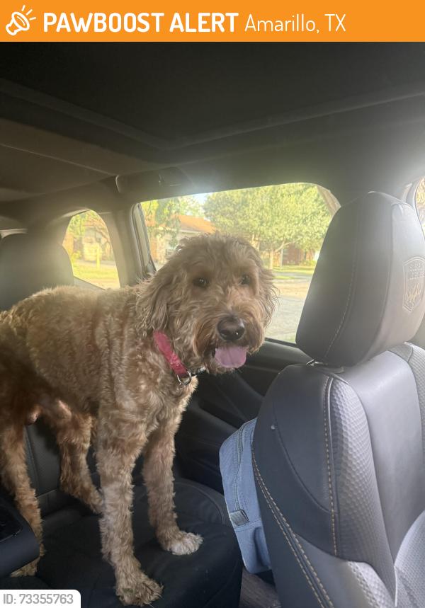 Found/Stray Male Dog last seen Milan and S Julian Blvd, Amarillo, TX 79102