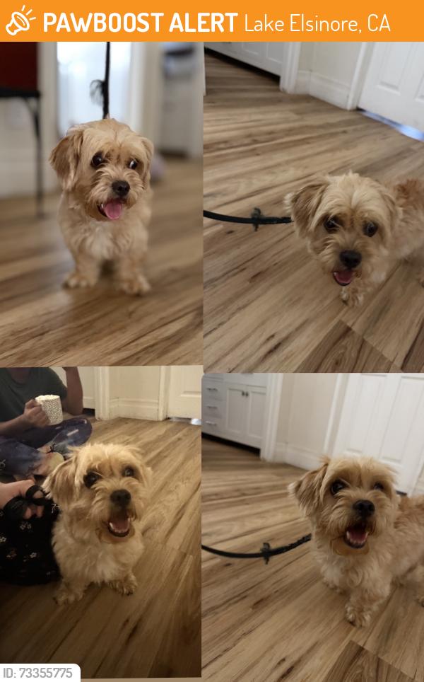 Surrendered Female Dog last seen Near Canyon ests Dr, Lake Elsinore, CA 92532, USA, Lake Elsinore, CA 92532
